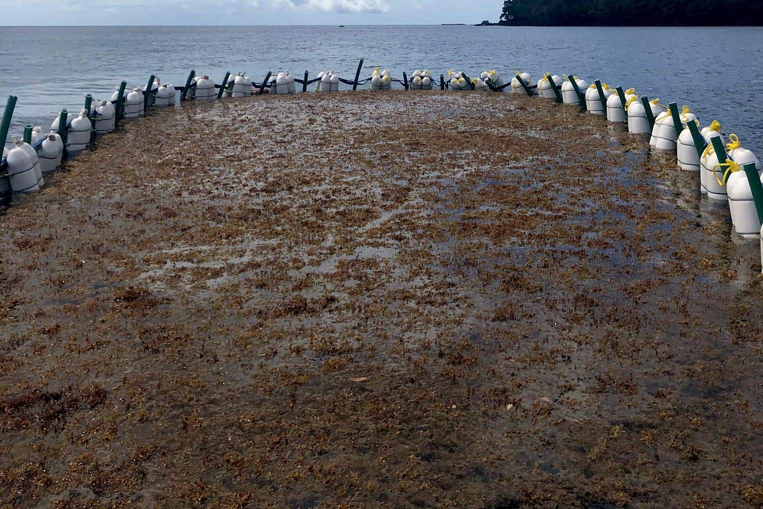 Sargassum can be grown and harvested in eight-nine days, providing a near-continuous source (Seafields/PA)