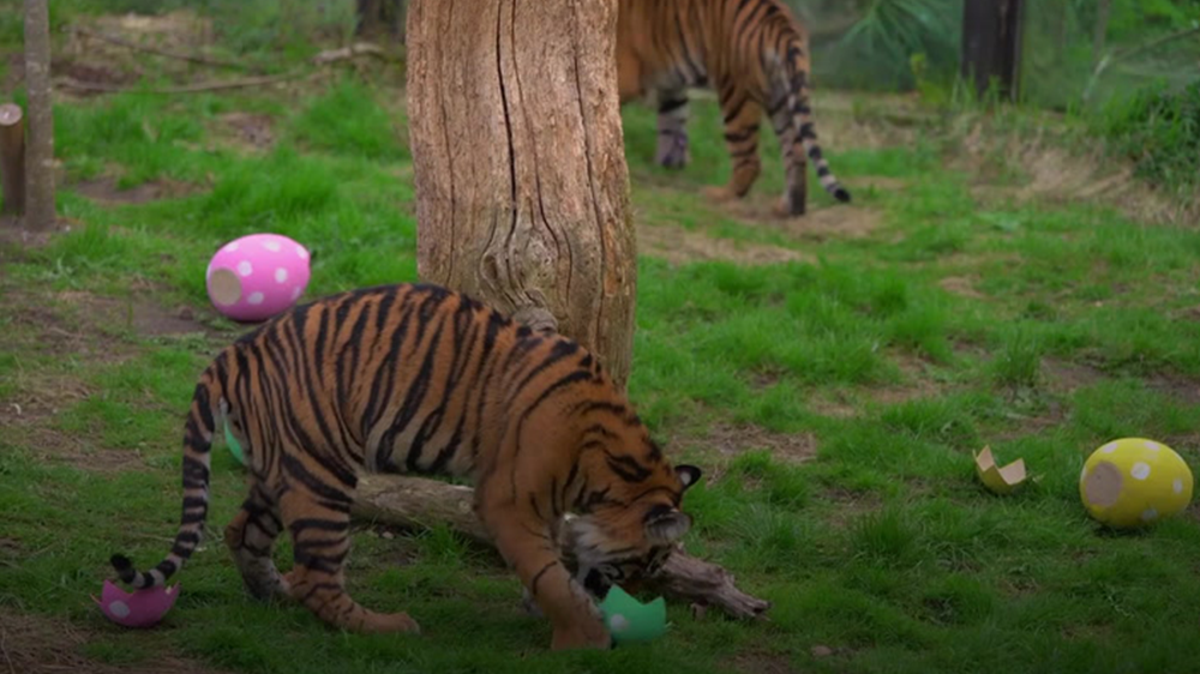 Tigers, meerkats, and squirrel monkeys hunt for Easter eggs at ZSL London Zoo