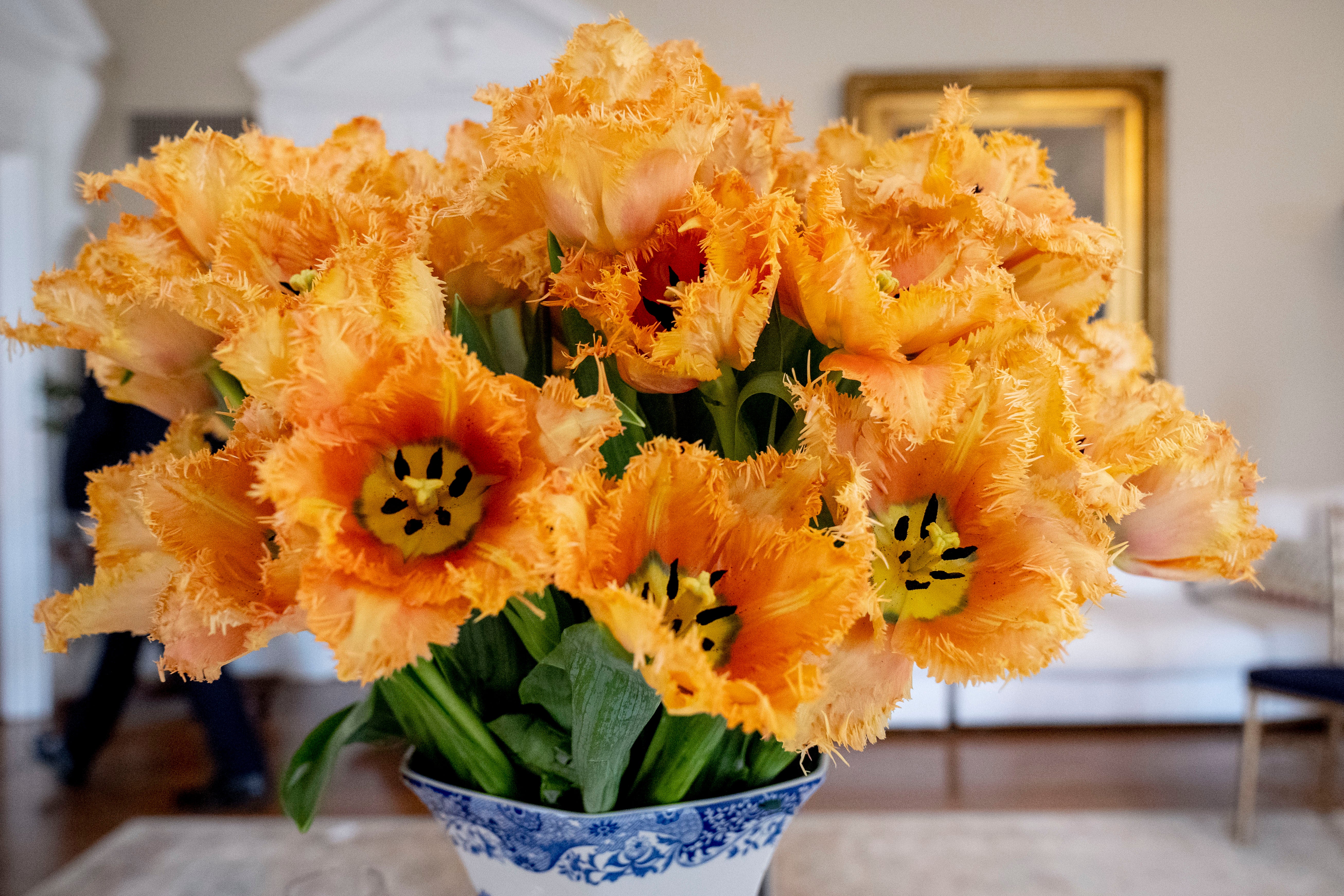 Jill Biden Dutch Tulip