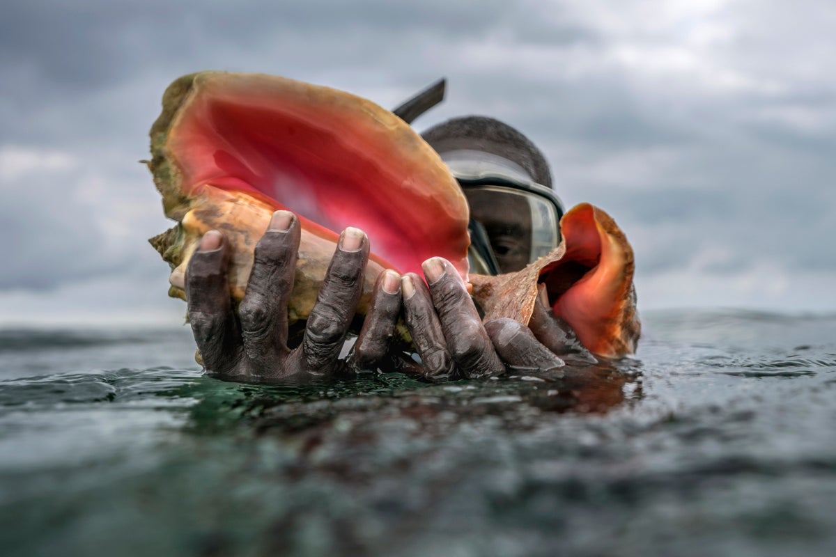 Takeaways from AP report on overfishing’s threat to conch