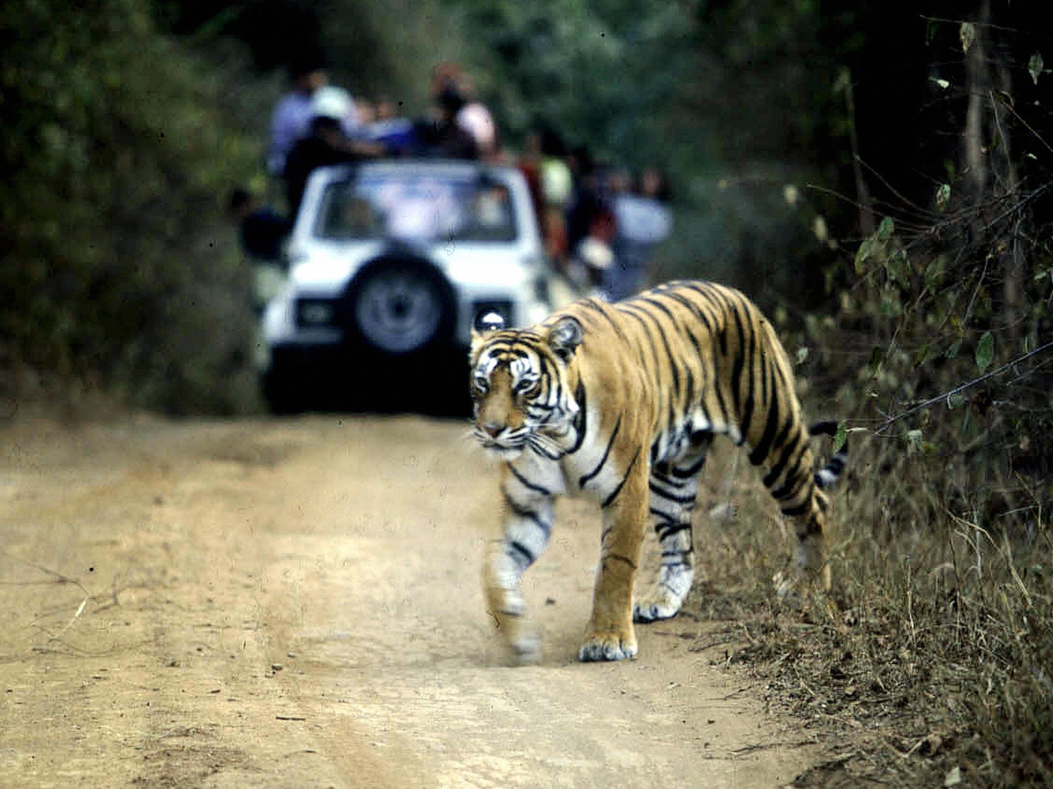 File. A tiger crossing a road in the Ranthambore National Park in India’s northwestern Rajasthan