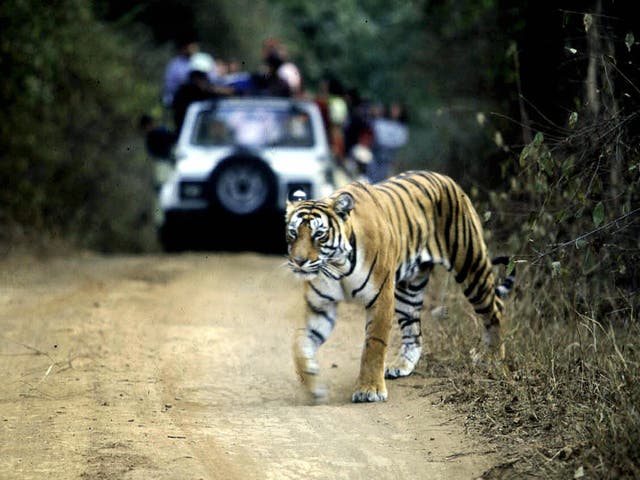 <p>File. A tiger crossing a road in the Ranthambore National Park in India’s northwestern Rajasthan </p>