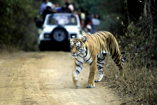 <p>File. A tiger crossing a road in the Ranthambore National Park in India’s northwestern Rajasthan </p>