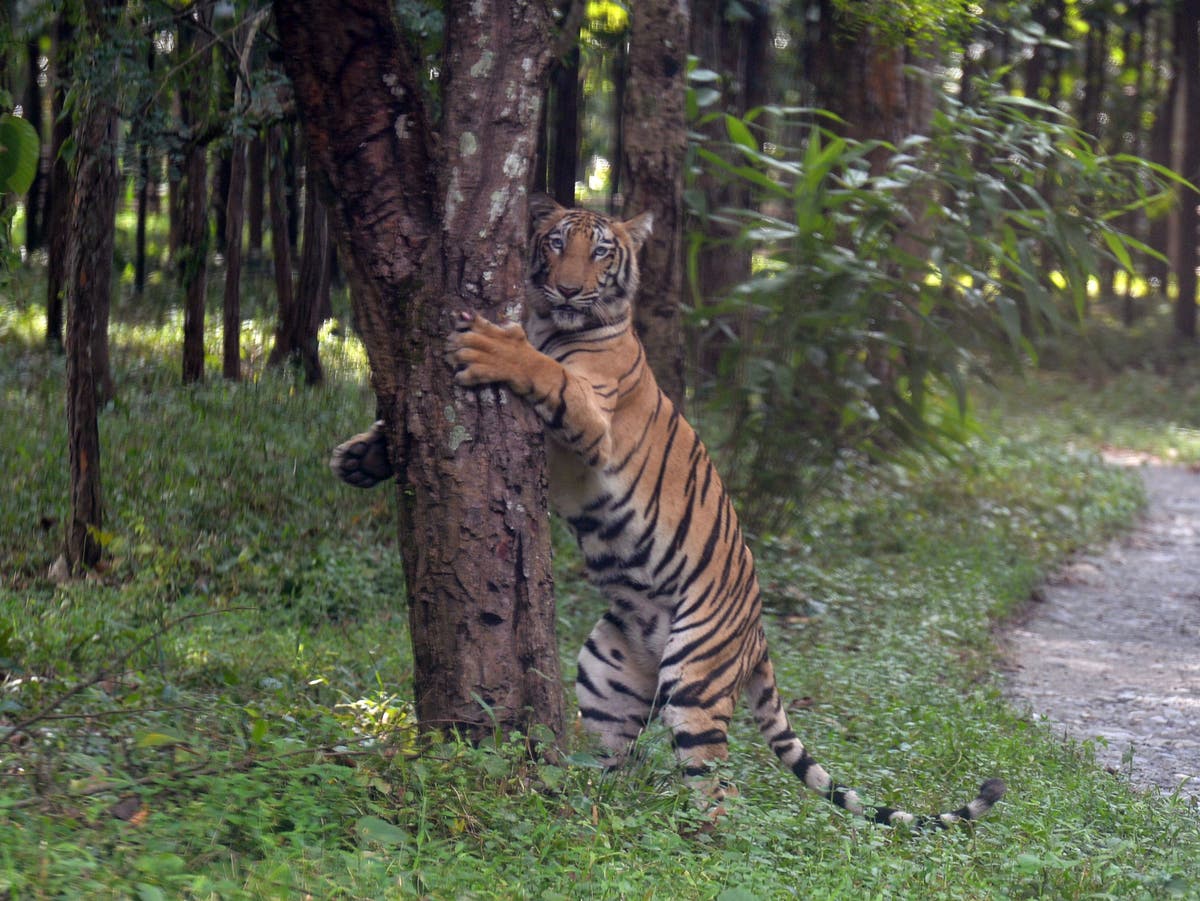 Half of animal species in population decline worldwide, research finds