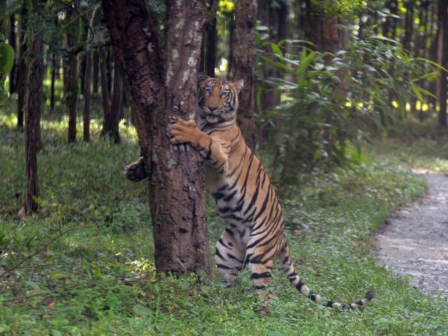 <p>A young Bengal tiger Rika holds onto a tree after being released in an enclosure at the Bengal Safari wildlife park</p>