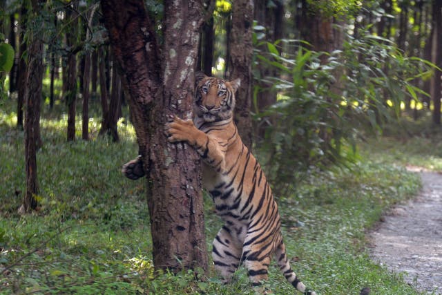<p>A young Bengal tiger Rika holds onto a tree after being released in an enclosure at the Bengal Safari wildlife park</p>