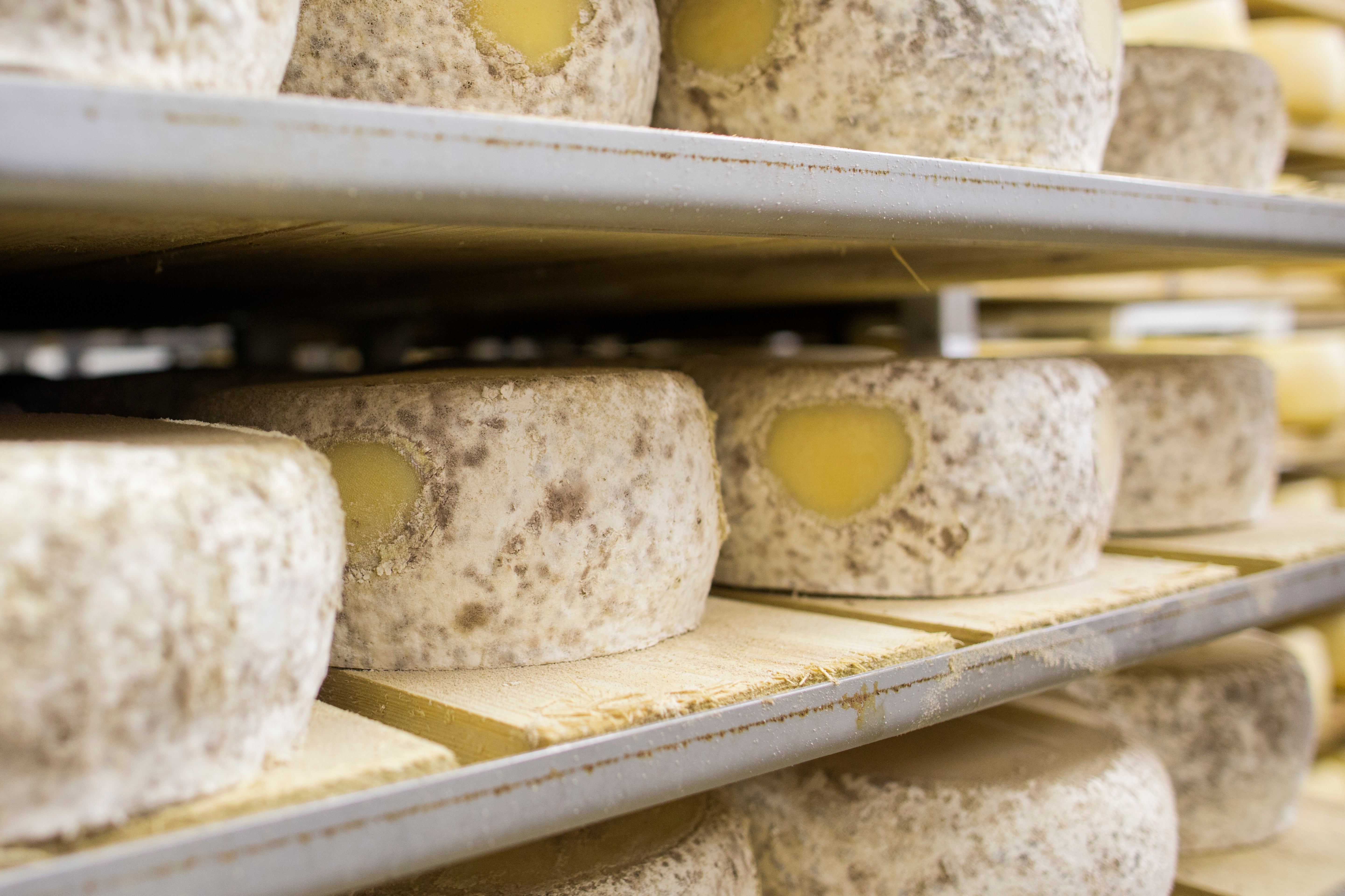 Head to the island of Pag for delicious sheep’s milk cheese