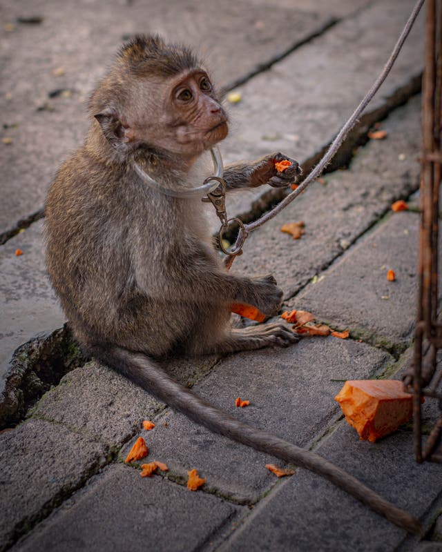 <p>Members of social media groups share images and videos of monkeys that are chained and tortured </p>