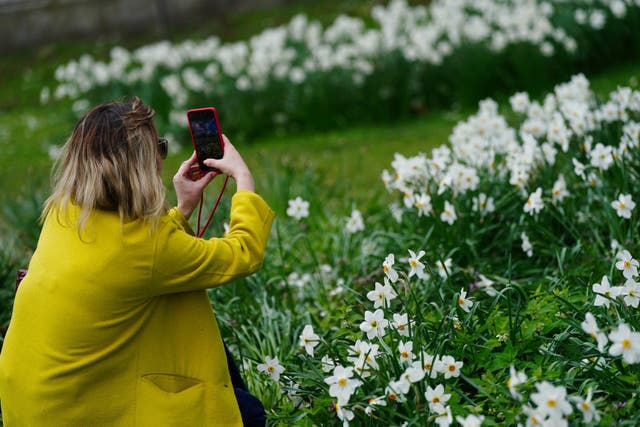 <p>A woman taking pictures of flowers in St James's Park, London ahead of the Easter weekend on Thursday, 6 April </p>