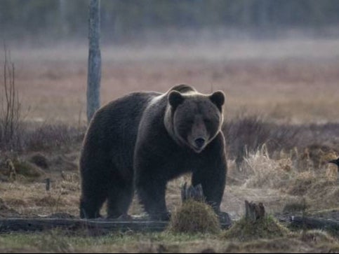 File photo: A brown bear walks through a field