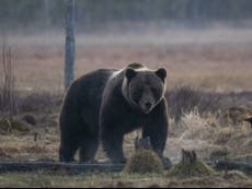 Bear ‘mauls trail runner to death’ after girlfriend reports him missing