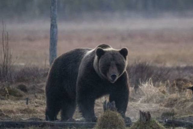 <p>File photo: A brown bear walks through a field </p>