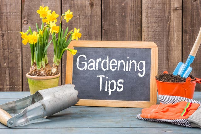 Give your garden a new look without breaking the budget (Alamy/PA)