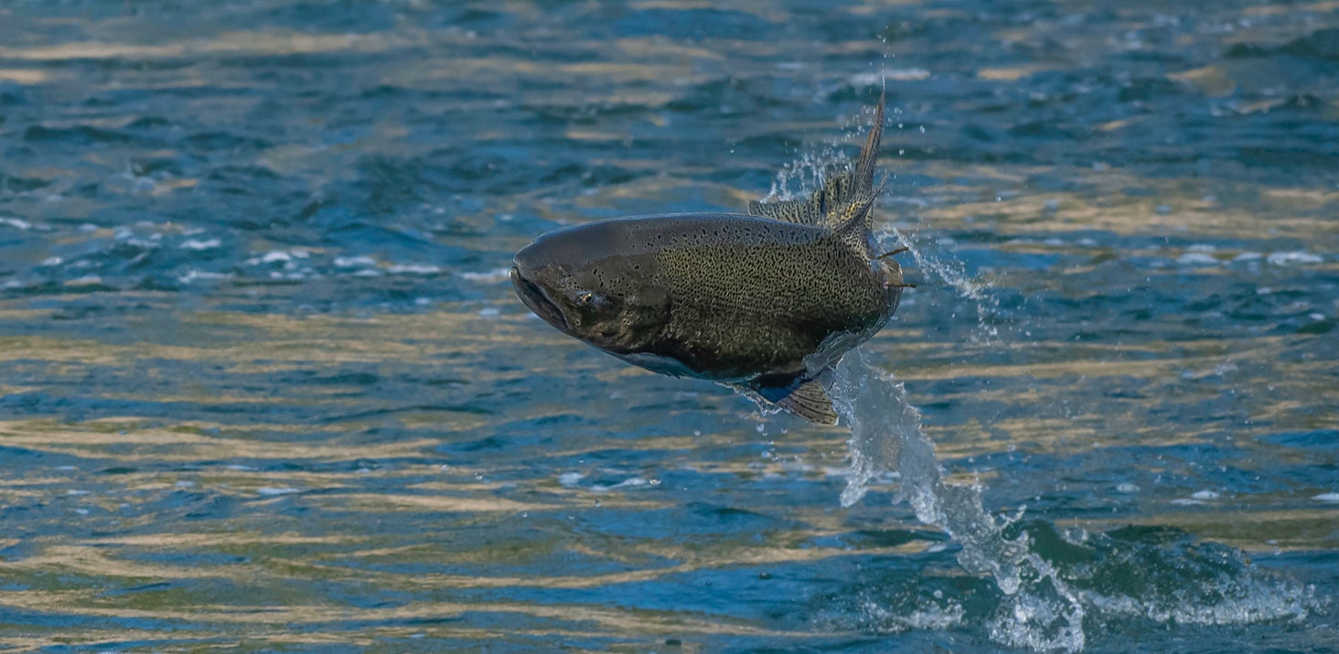 <p>A speckled Chinook Salmon leaps into the air from the Feather River in Northern California in 2022</p>
