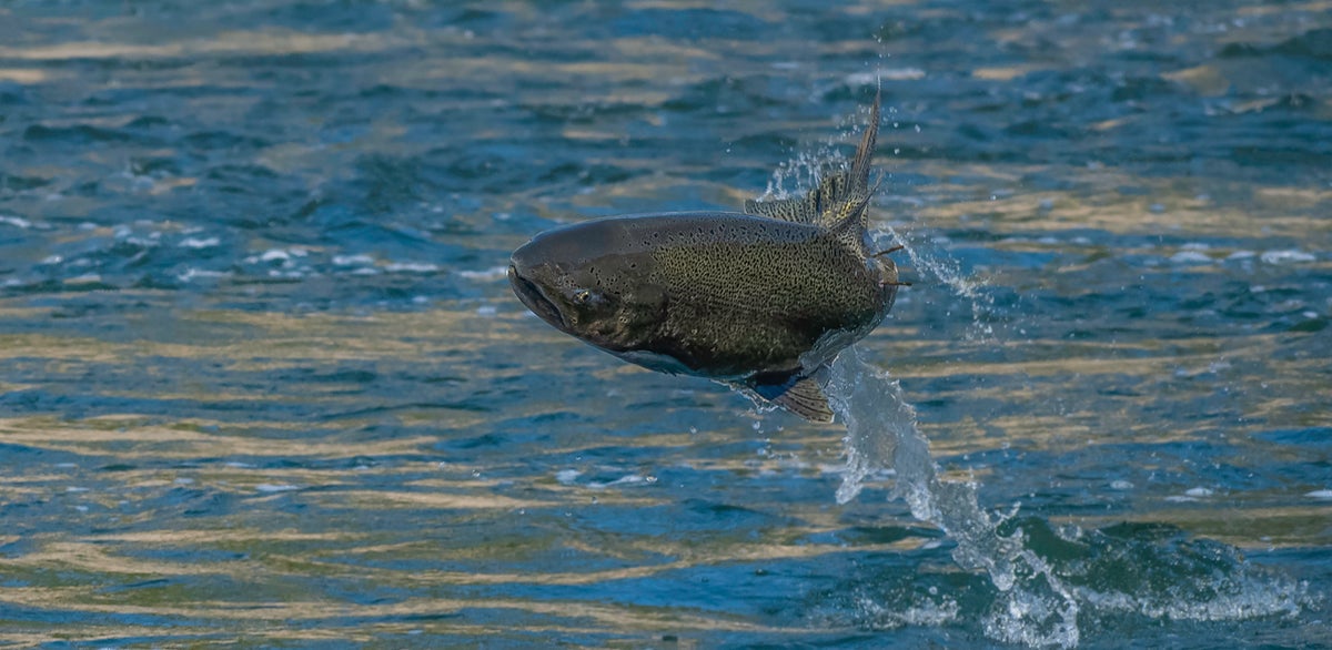 Salmon fishing ban on West Coast after drought causes near-record low numbers of fish