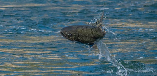 <p>A speckled Chinook Salmon leaps into the air from the Feather River in Northern California in 2022</p>