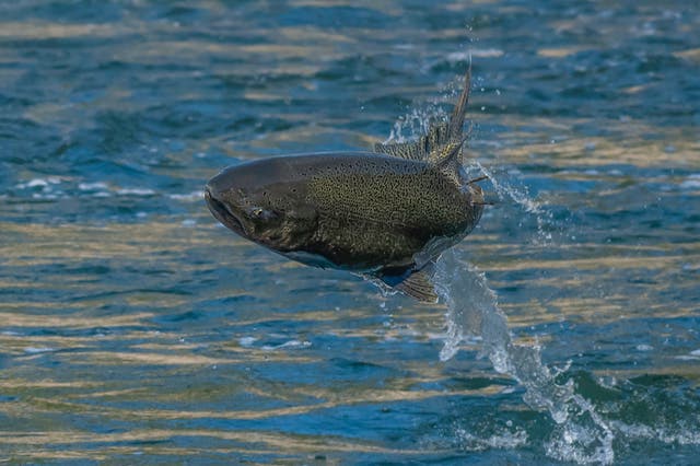 <p>A speckled Chinook Salmon leaps into the air from the Feather River in Northern California in 2022</p>