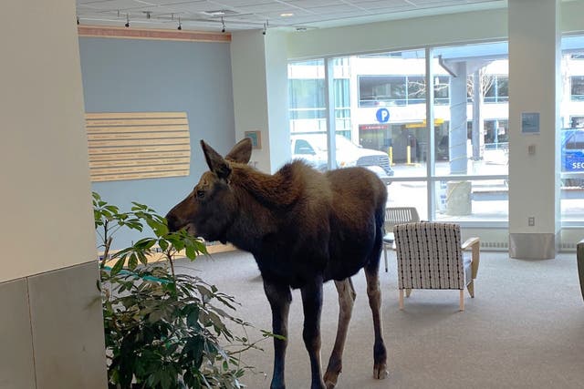 ODD Alaska Hospital Moose