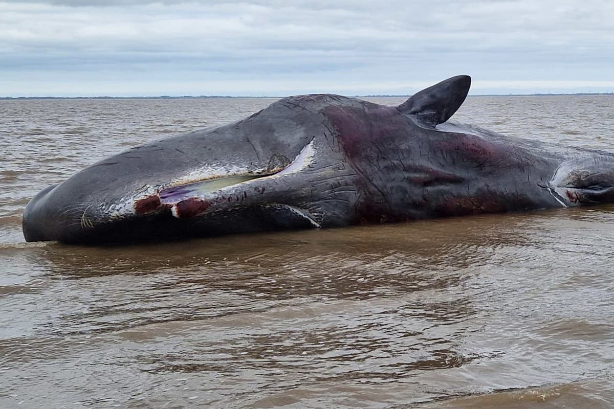 Sperm whale feared dead after becoming stranded on Lincolnshire beach