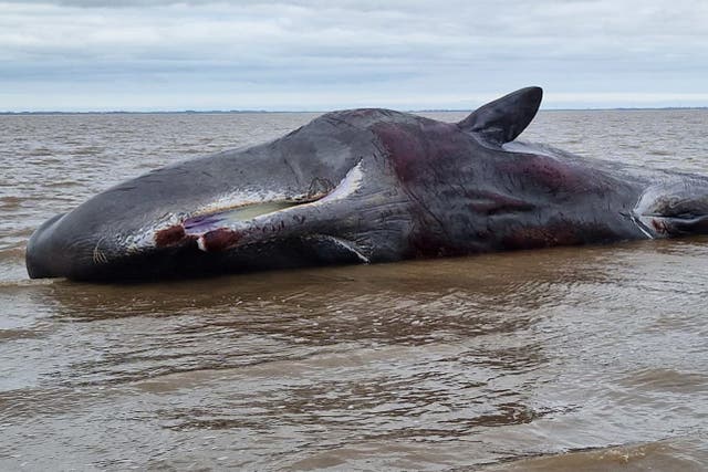 <p>Photos on social media show the large whale protruding from shallow water just off the beach</p>