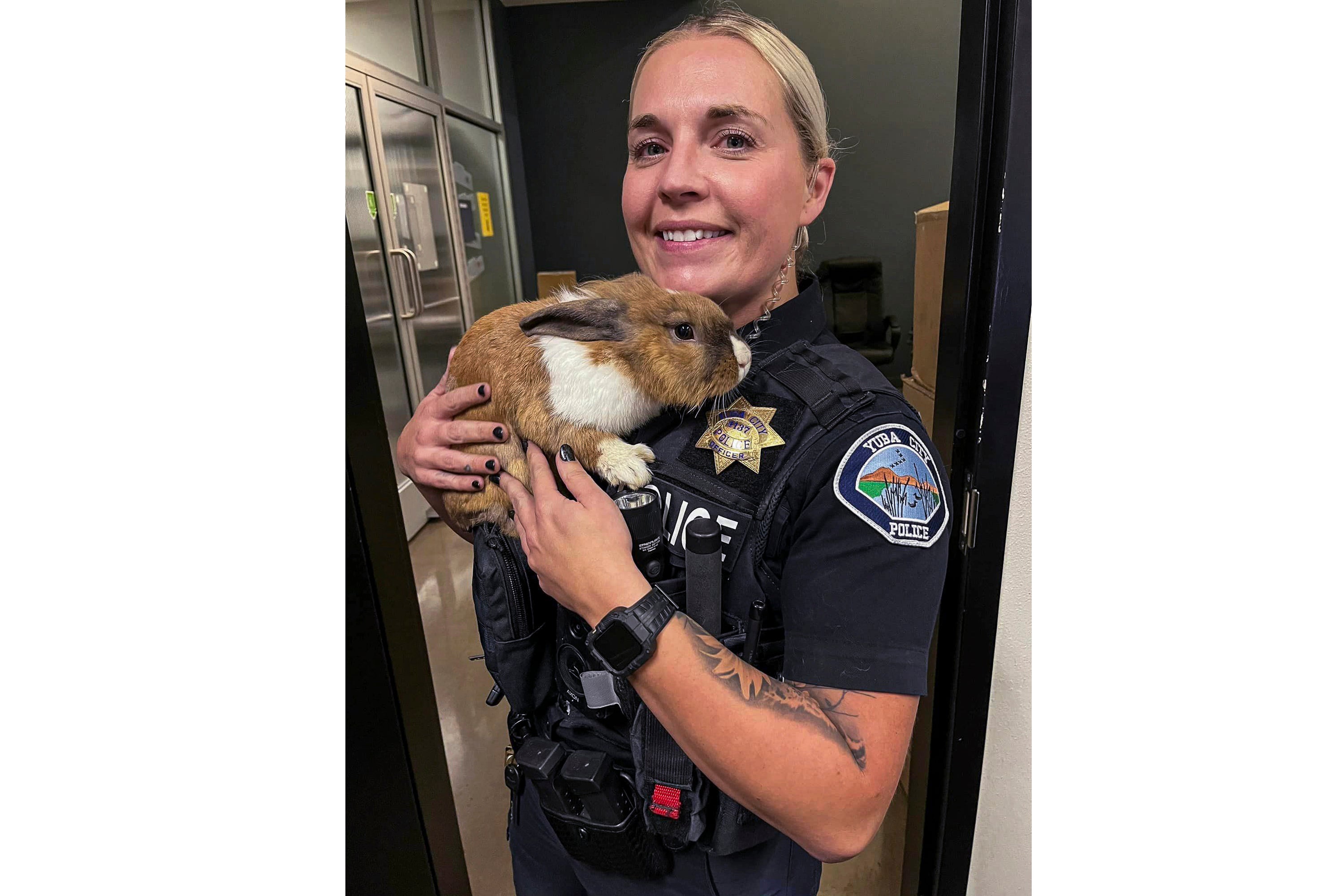California Police Rabbit