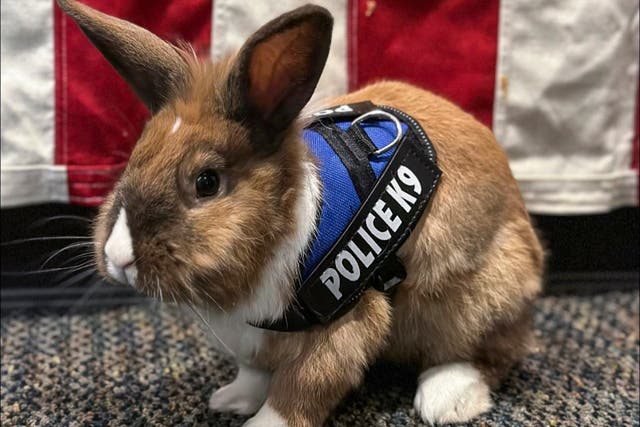California Police Rabbit