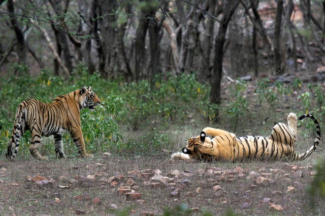 India Counting Tigers