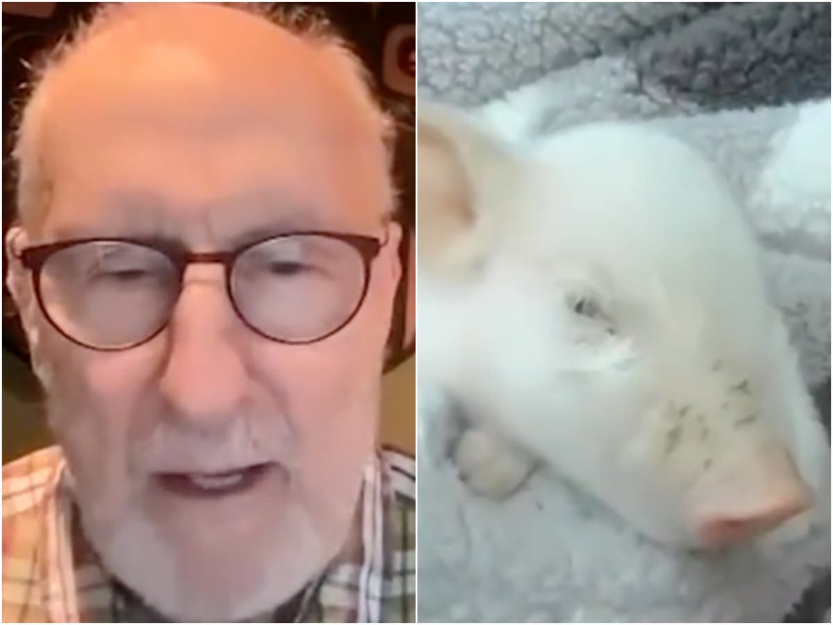 James Cromwell names ‘saved’ piglet who fell off meat truck after Babe character