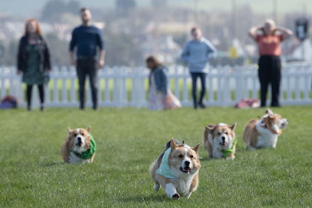 <p>More than a dozen dogs took part in the derby dash (Lesley Martin/PA)</p>
