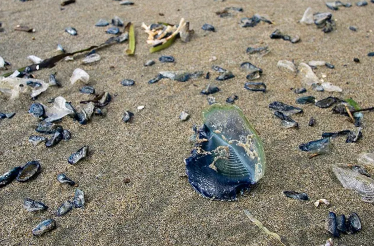 Hundreds of strange blue jelly fish-like creatures are washing up along California shores