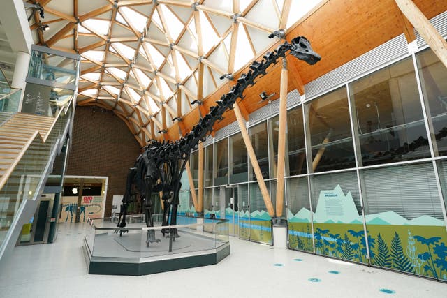 Dippy the Diplodocus at the Herbert Art Gallery and Museum in Coventry (Jacob King/PA)