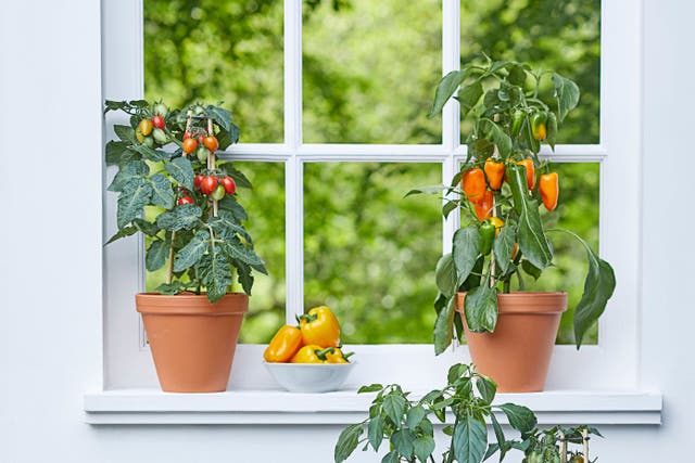 Why not add tomatoes and peppers to your homegrown menu? (Dobbies/PA)