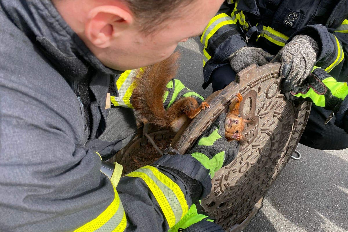 ‘Uncooperative’ squirrel stuck in manhole cover freed by firefighters in Germany