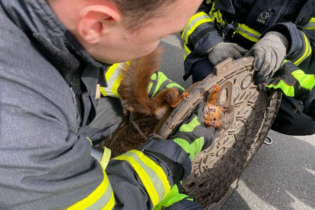 The squirrel’s head and two front legs were trapped above the manhole cover (Feuerwehr Dortmund)