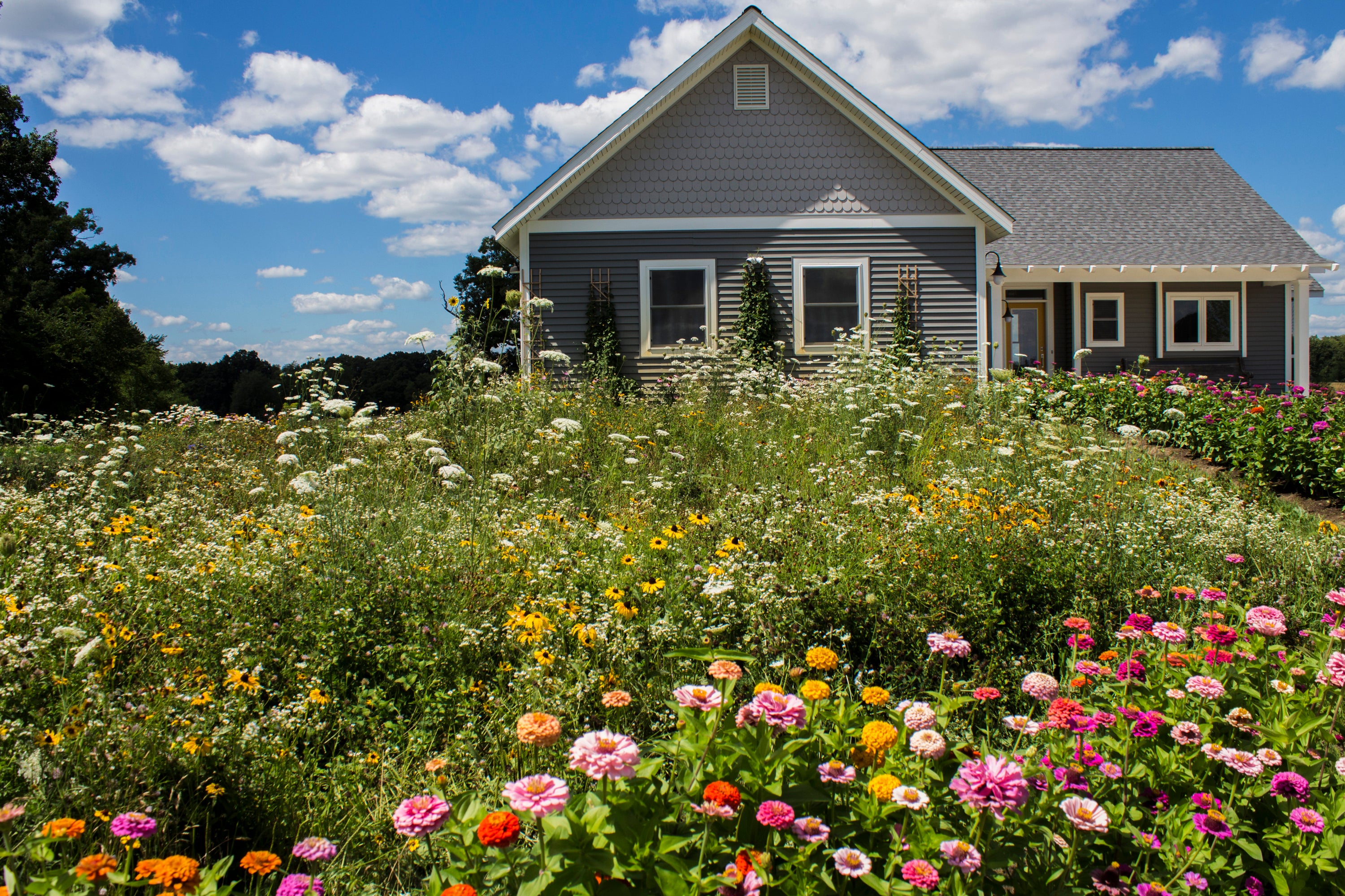 Gardening Planting a Meadow