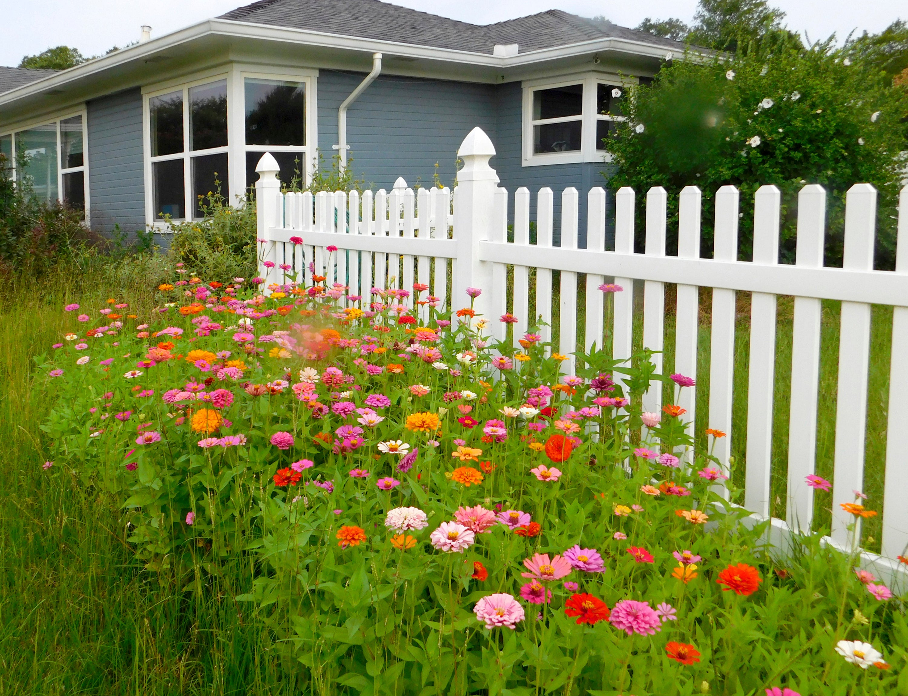 Gardening Planting a Meadow