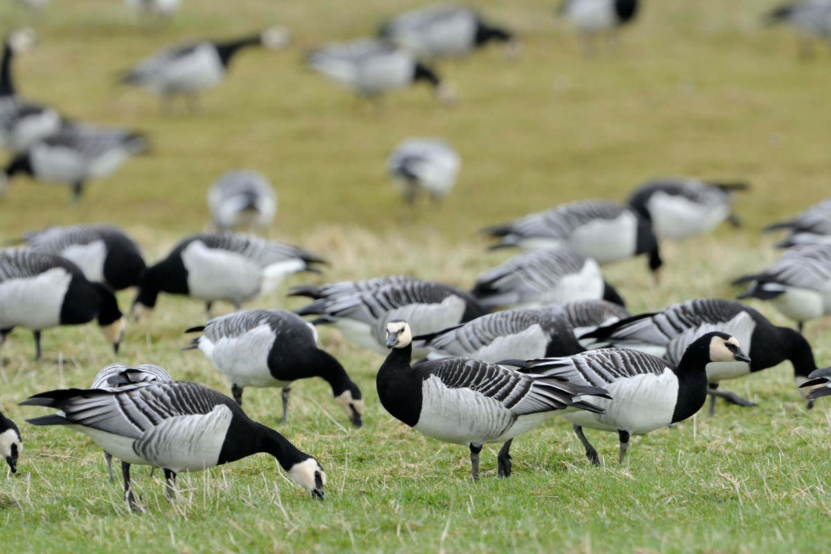 Avian flu threatens survival of some bird species in Scotland, study suggests