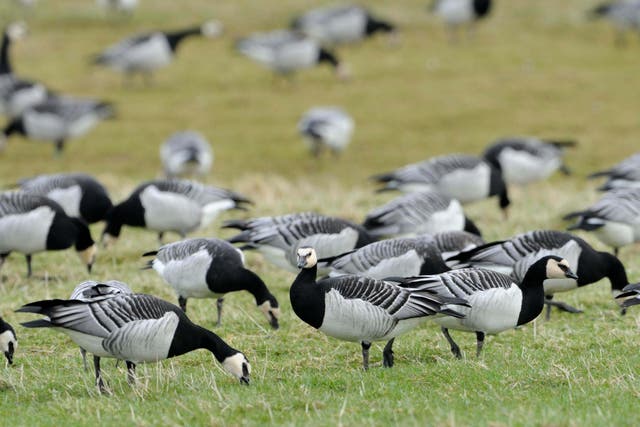 Barnacle geese have been badly affected by the virus (Lorne Gill/NatureScot/PA)