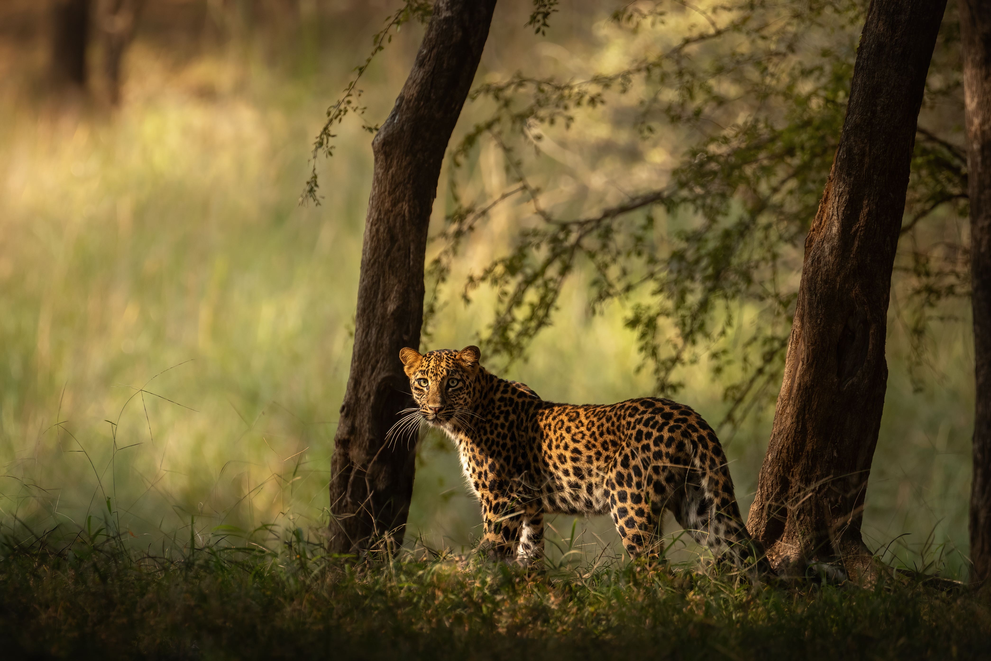 An Indian leopard in the wild (Vladimir Cech Jnr/Remembering Leopards/PA)