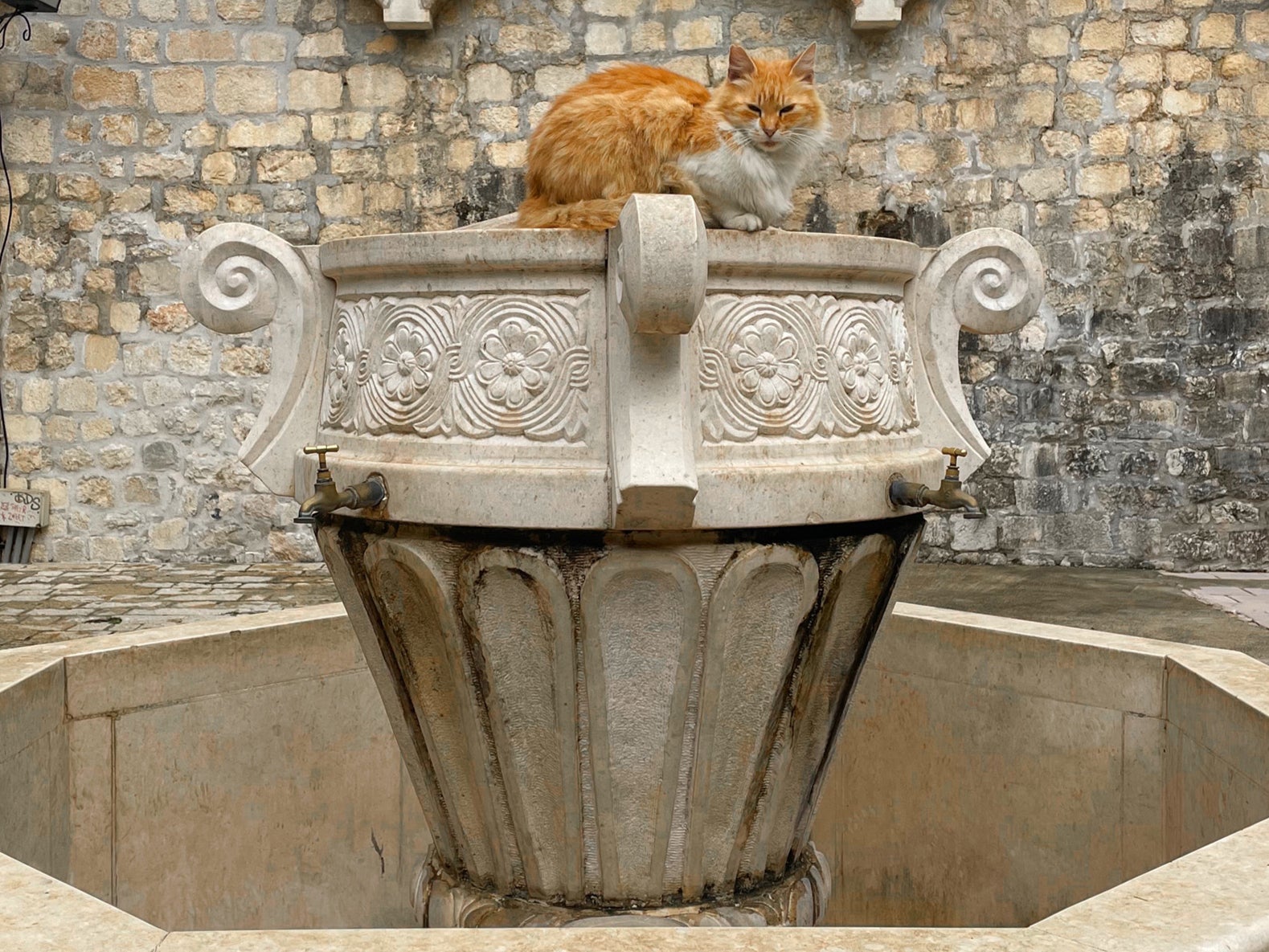 Kotor, where cats are treated like VIPs