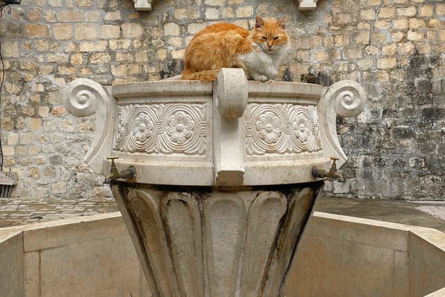 <p>Kotor, where cats are treated like VIPs</p>