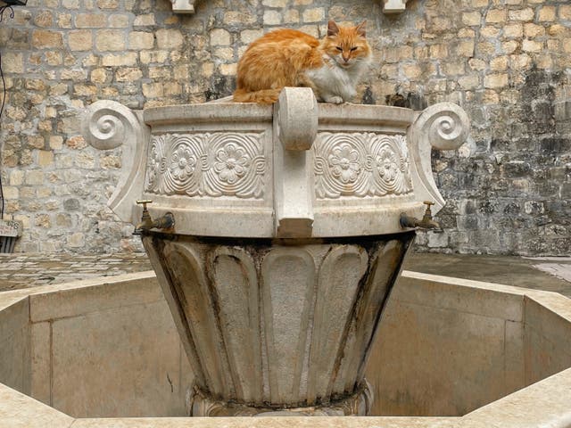 <p>Kotor, where cats are treated like VIPs</p>