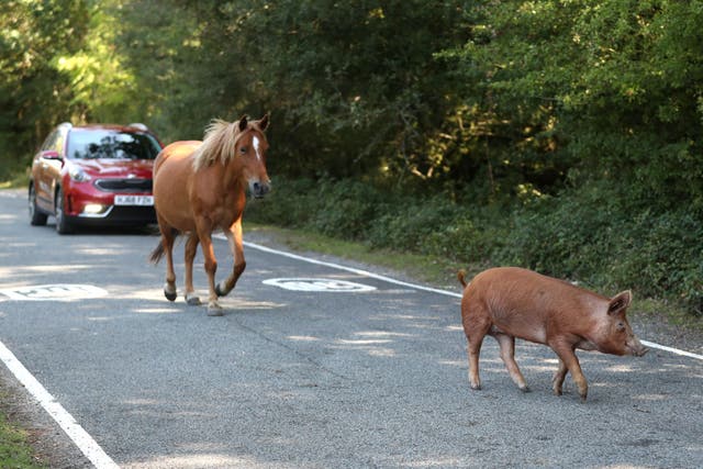 A pony and a domestic pig make their way along the road (Andrew Matthews/PA)