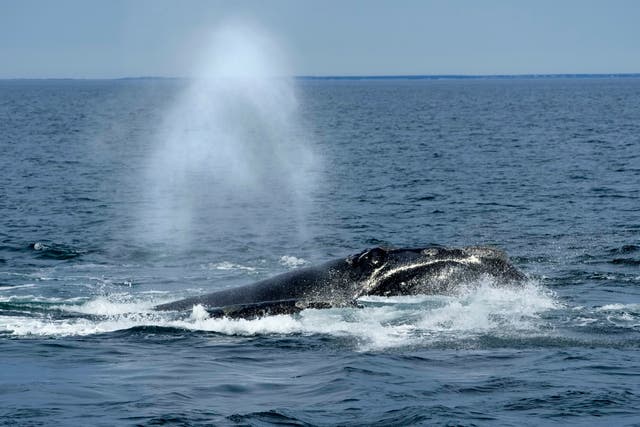 Endangered Species Act Whales Industry