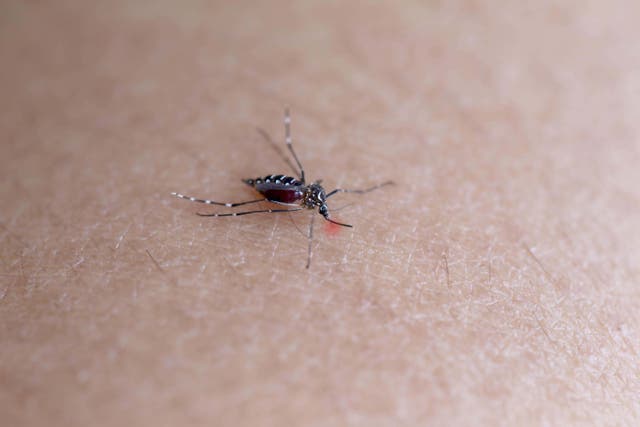Dengue fever is spread by mosquitoes (Alamy/PA)