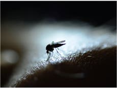Dengue fever symptoms to be aware of, and when they’ll begin to show