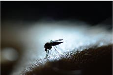 Dengue fever symptoms to be aware of, and when they’ll begin to show