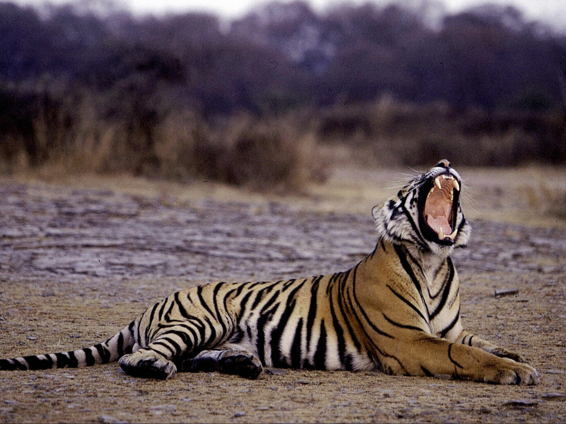 A tiger yawns at Ranthambore National Park in January 2004