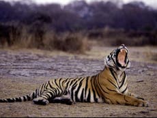 How the return of poaching threatens India’s tiger success story