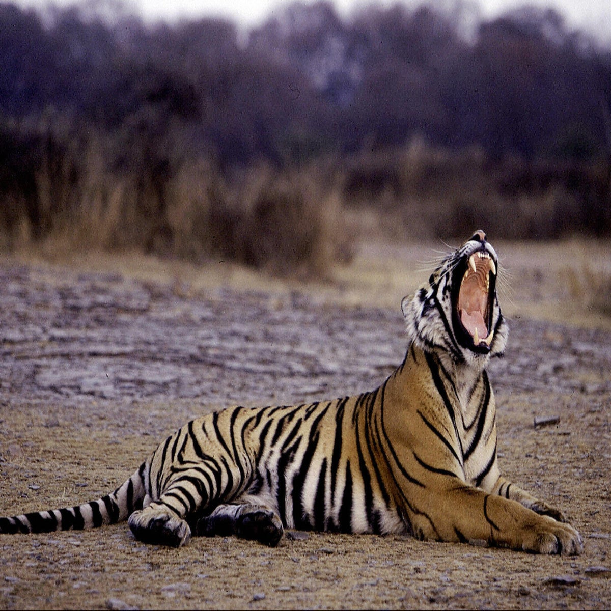 TIGER Nepal - Let's bring lunch box to work! Keep it